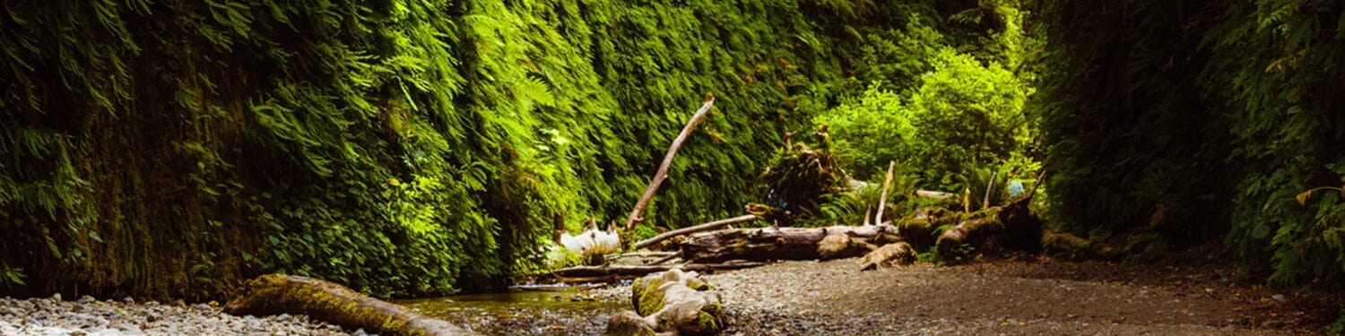 Fern + Moss Fragrance Collection