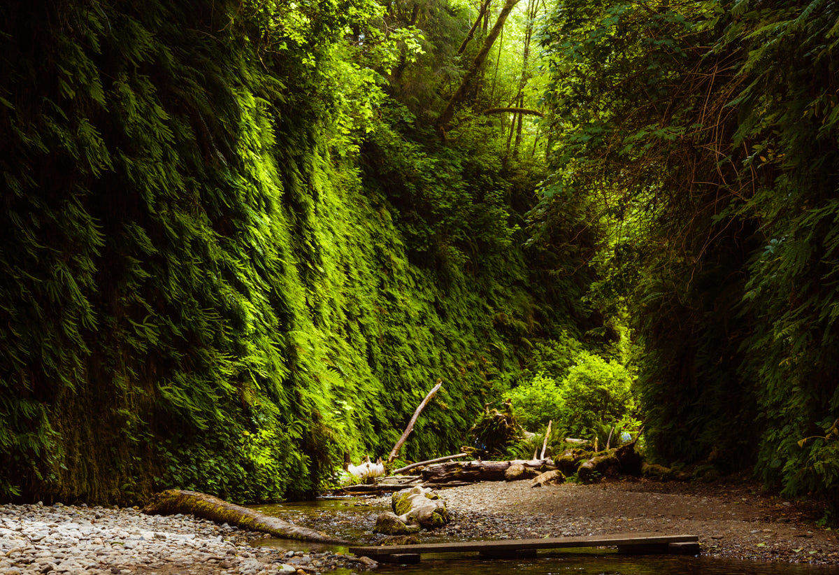Brooklyn Candle Studio Fern and Moss inspiration image