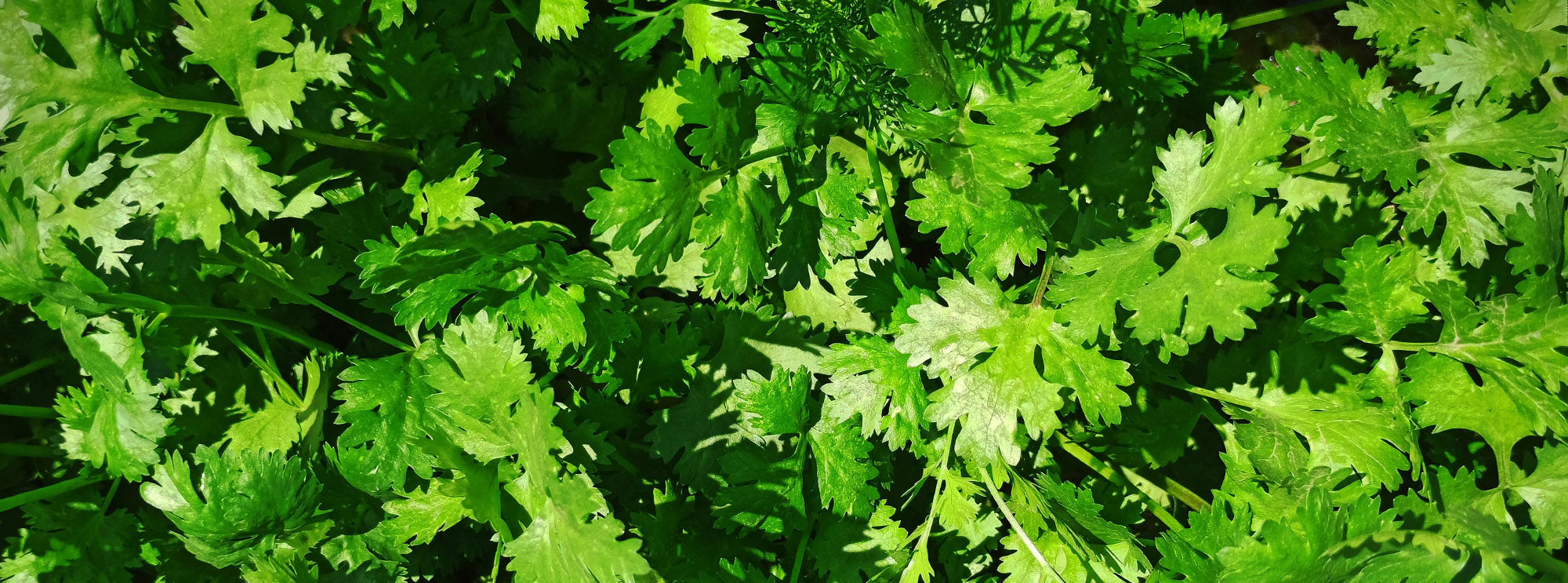 Cilantro