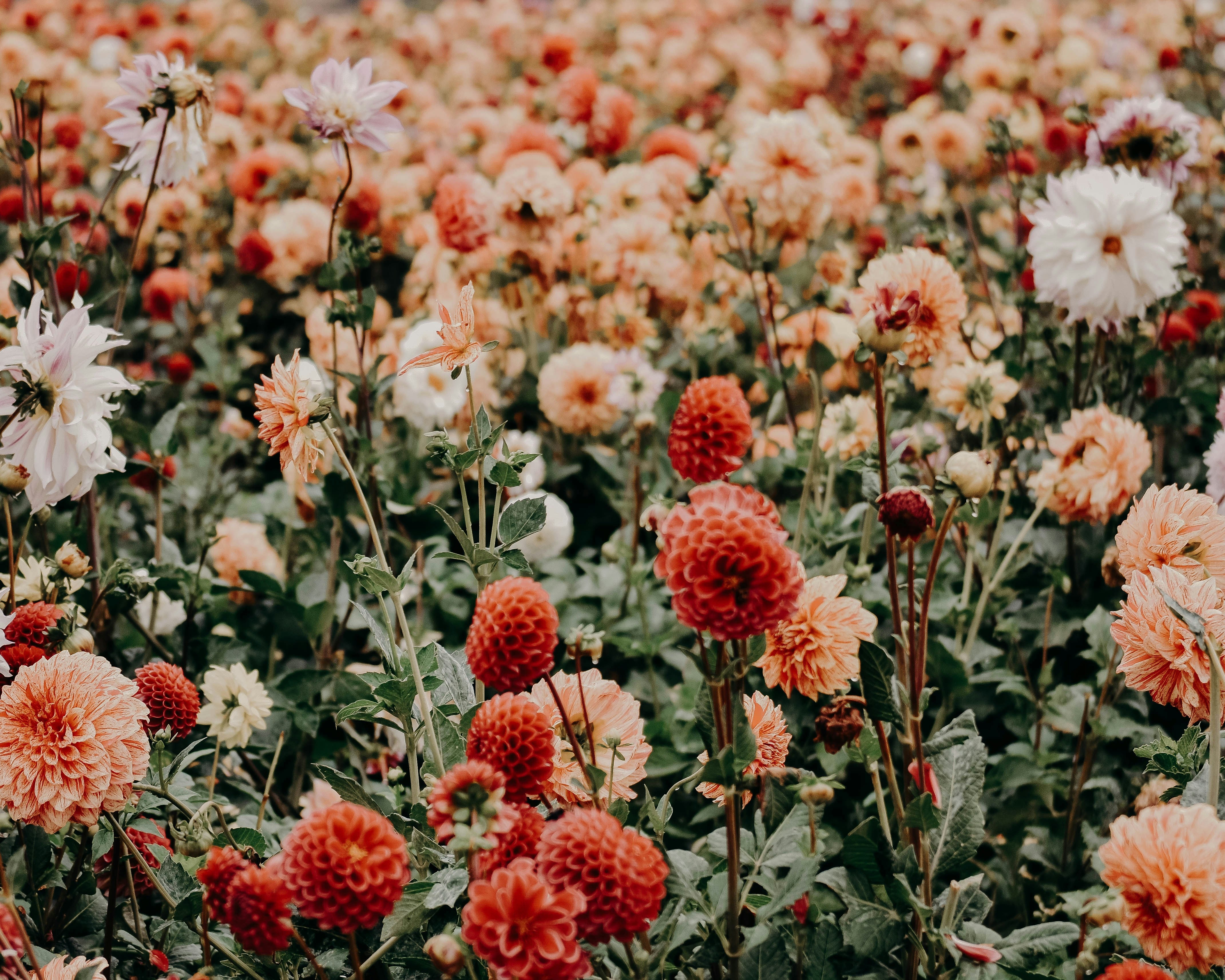 Field of wildflowers