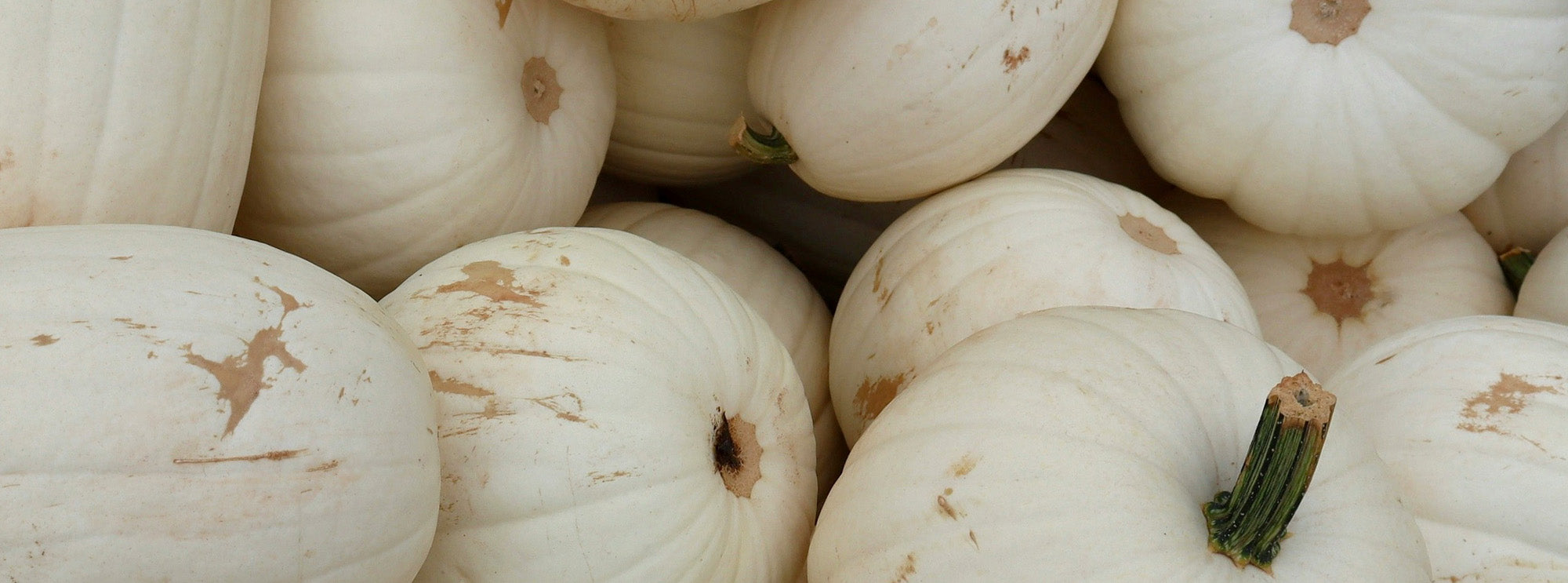 White pumpkins