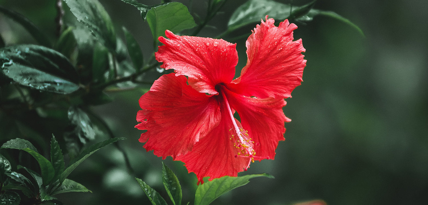 Image of hibiscus flower
