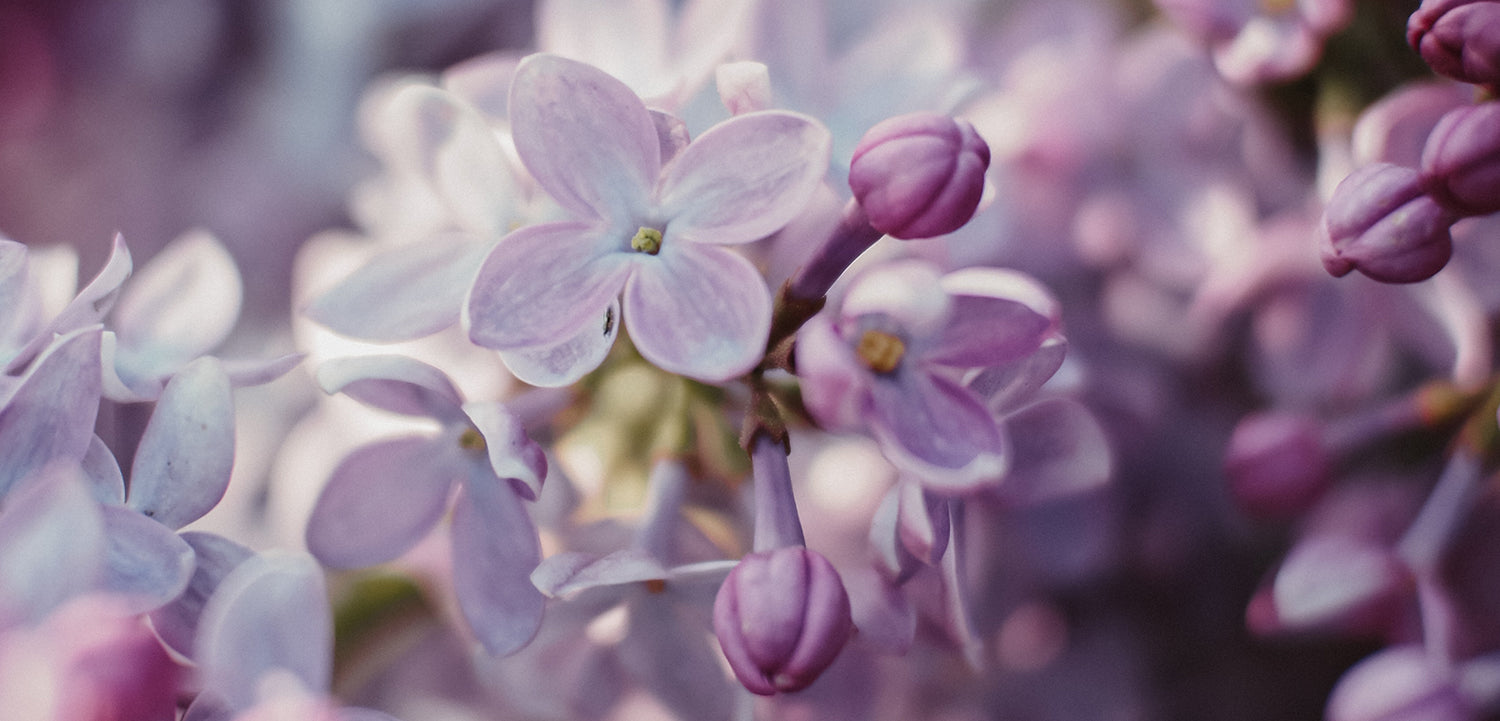 Lilac flowers