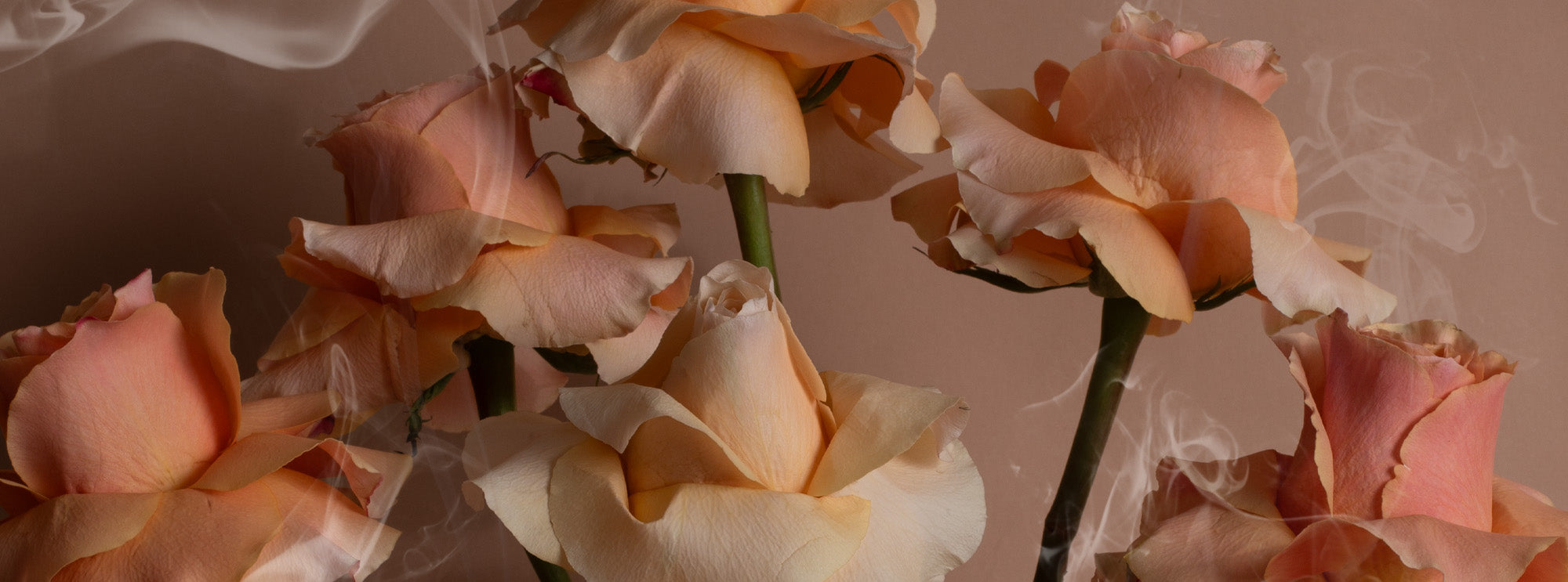 Close up of pink roses with smoke