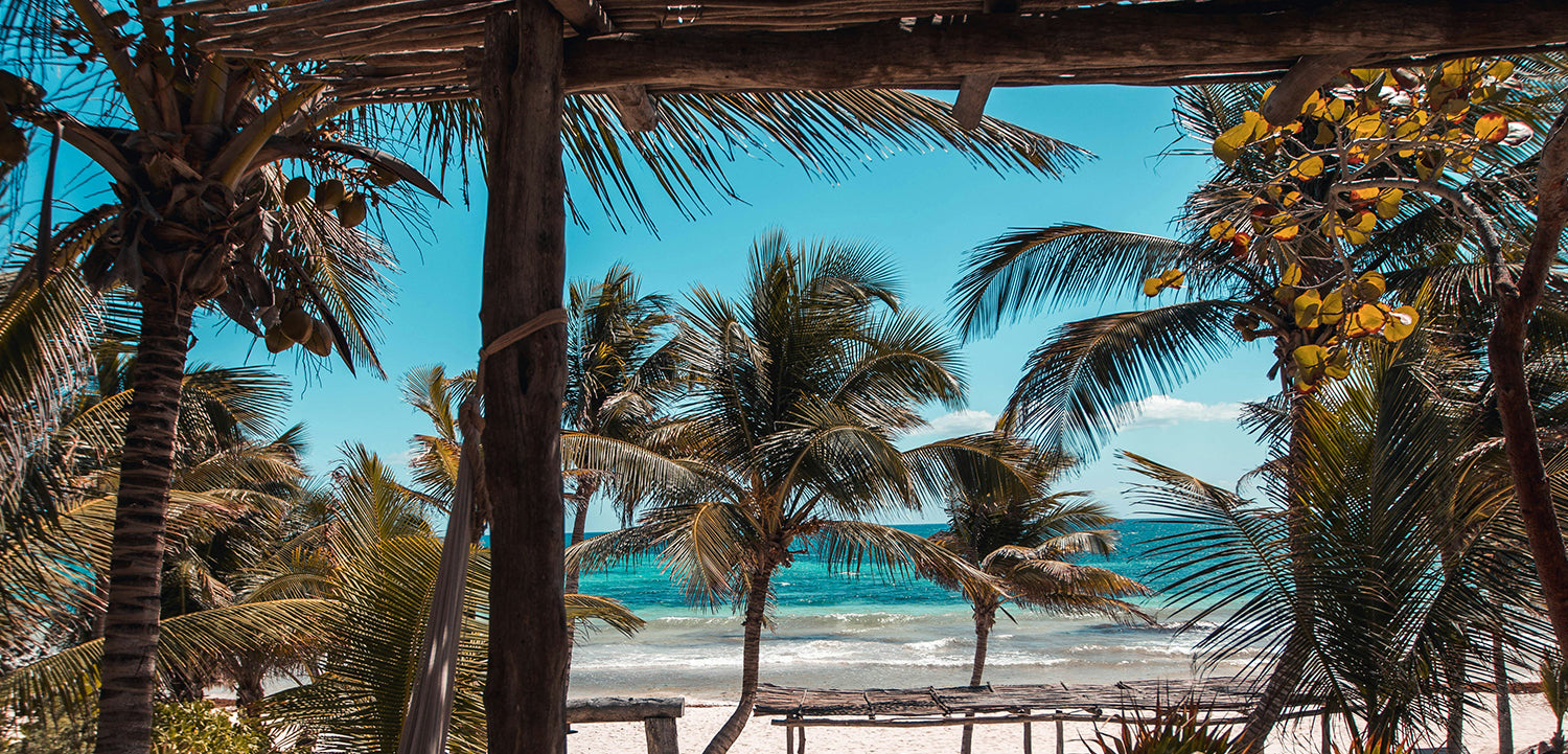 Ocean, beach, and palm trees