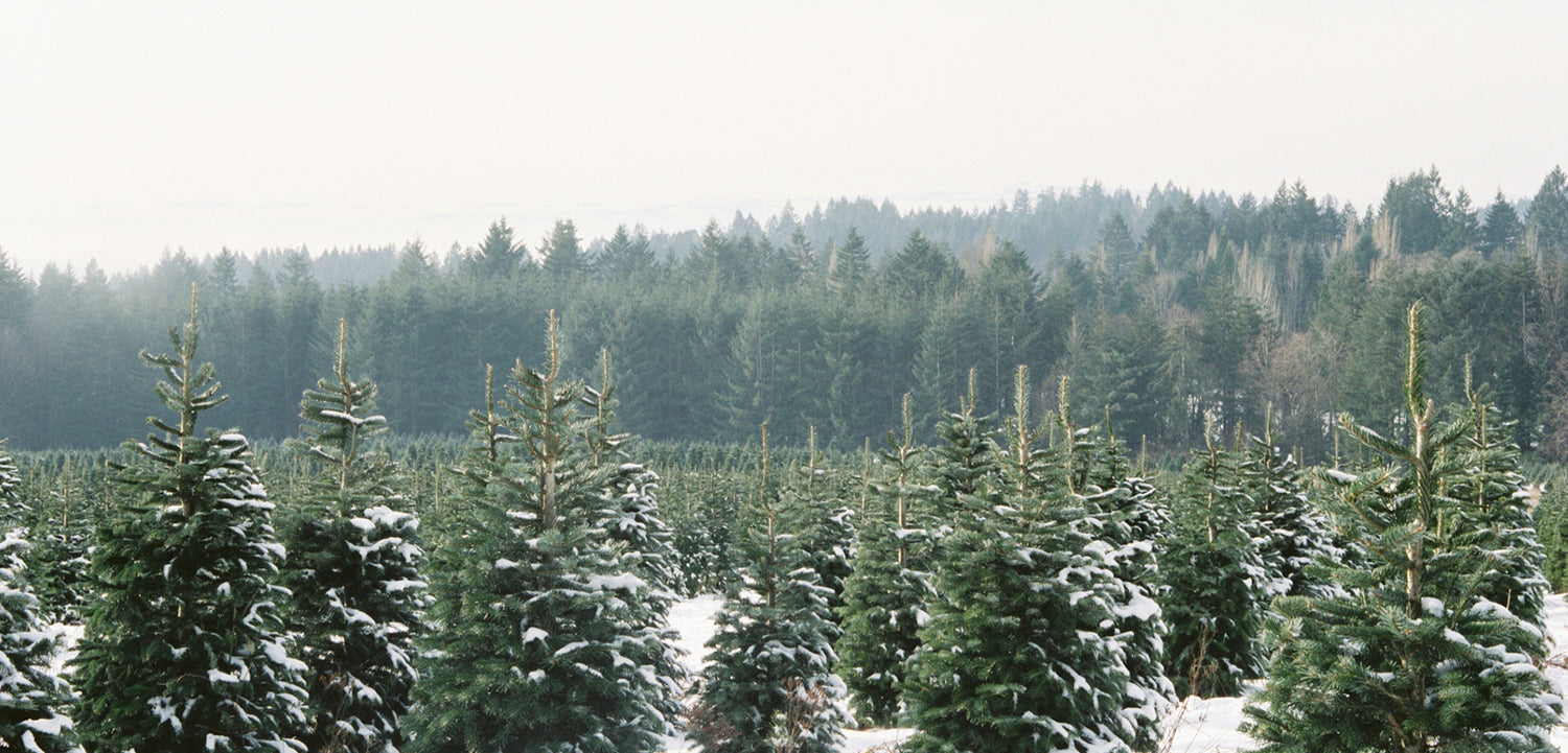 image of cypress trees in the snow