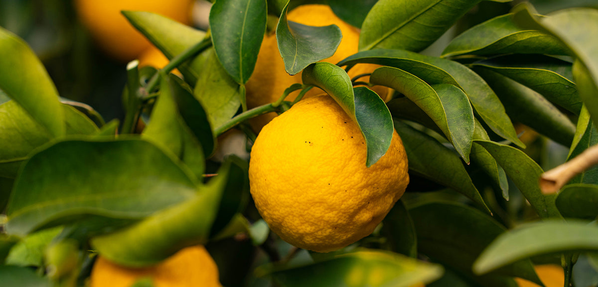 image of satsuma mandarin