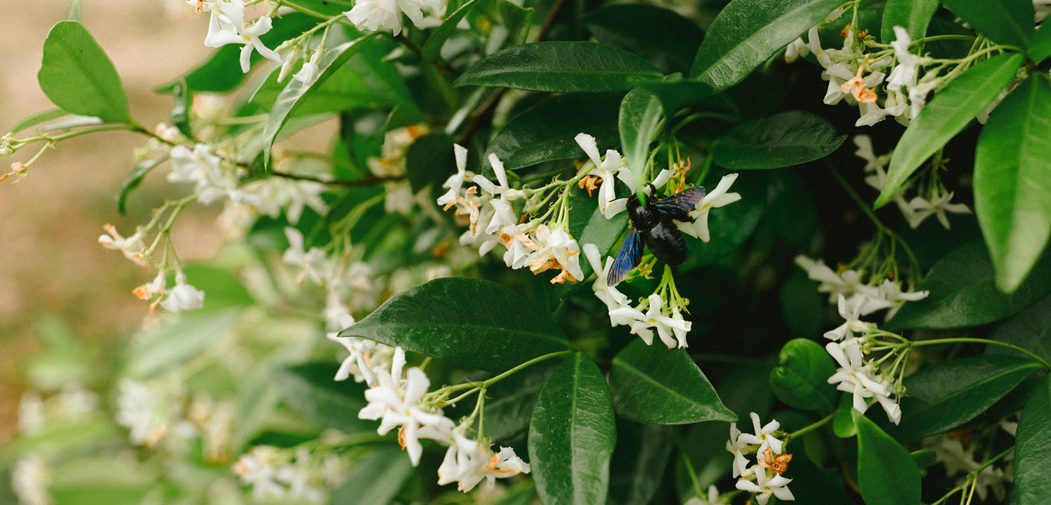 Photo of honeysuckle plant