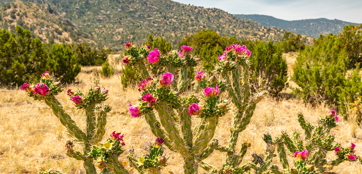 Picture of Sante Fe desert