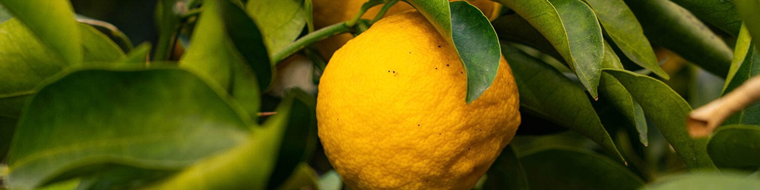 Japanese Citrus