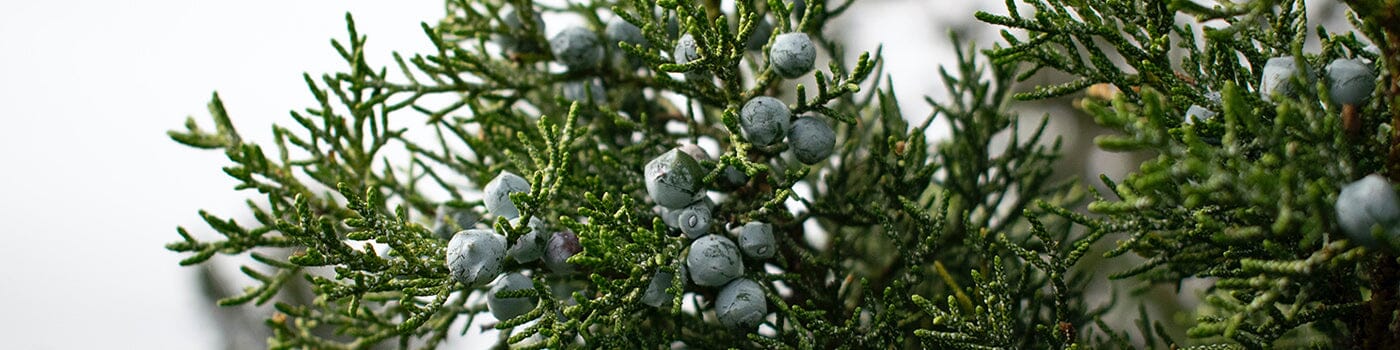 Juniper + Spruce Fragrance Collection