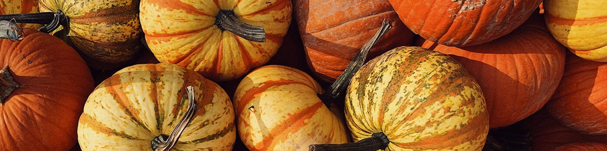 Toasted Pumpkin Fragrance Collection