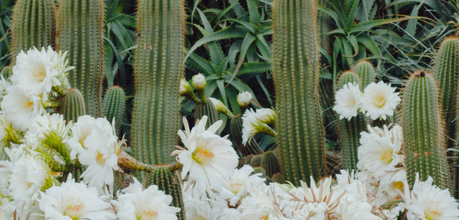 Desert Garden Inspiration 